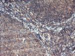 MAOA Antibody in Immunohistochemistry (Paraffin) (IHC (P))