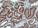 MAOA Antibody in Immunohistochemistry (Paraffin) (IHC (P))