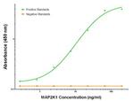 MAP2K1 Antibody in ELISA (ELISA)
