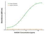 MAP2K1 Antibody in ELISA (ELISA)