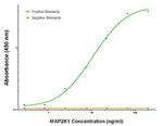 MAP2K1 Antibody in ELISA (ELISA)
