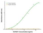 MAP2K1 Antibody in ELISA (ELISA)