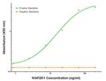 MAP2K1 Antibody in ELISA (ELISA)