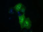MAP2K1 Antibody in Immunocytochemistry (ICC/IF)