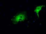 MAP2K1 Antibody in Immunocytochemistry (ICC/IF)