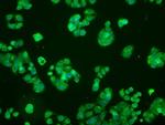 MAP2K1 Antibody in Immunocytochemistry (ICC/IF)