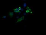 MAP2K1 Antibody in Immunocytochemistry (ICC/IF)