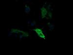 MAP2K1 Antibody in Immunocytochemistry (ICC/IF)