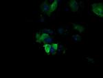 MAP2K1 Antibody in Immunocytochemistry (ICC/IF)