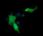 MAP2K1 Antibody in Immunocytochemistry (ICC/IF)