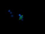 MAP2K1 Antibody in Immunocytochemistry (ICC/IF)