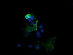 MAP2K1 Antibody in Immunocytochemistry (ICC/IF)