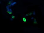 MAP2K1 Antibody in Immunocytochemistry (ICC/IF)