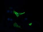 MAP2K1 Antibody in Immunocytochemistry (ICC/IF)