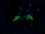 MAP2K1 Antibody in Immunocytochemistry (ICC/IF)