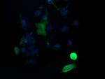 MAP2K1 Antibody in Immunocytochemistry (ICC/IF)