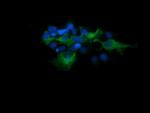MAP2K1 Antibody in Immunocytochemistry (ICC/IF)