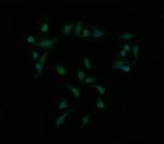 MAP2K1 Antibody in Immunocytochemistry (ICC/IF)