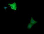 MAP2K1 Antibody in Immunocytochemistry (ICC/IF)