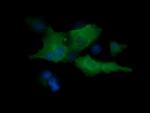 MAP2K1 Antibody in Immunocytochemistry (ICC/IF)