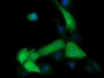 MAP2K1 Antibody in Immunocytochemistry (ICC/IF)