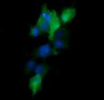 MAP2K1 Antibody in Immunocytochemistry (ICC/IF)