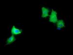MAP2K1 Antibody in Immunocytochemistry (ICC/IF)
