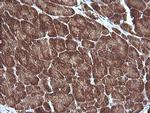 MAP2K1 Antibody in Immunohistochemistry (Paraffin) (IHC (P))