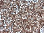 MAP2K1 Antibody in Immunohistochemistry (Paraffin) (IHC (P))