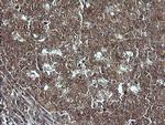MAP2K1 Antibody in Immunohistochemistry (Paraffin) (IHC (P))
