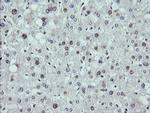 MAP2K1 Antibody in Immunohistochemistry (Paraffin) (IHC (P))