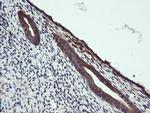 MAP2K1 Antibody in Immunohistochemistry (Paraffin) (IHC (P))