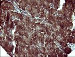 MAP2K1 Antibody in Immunohistochemistry (Paraffin) (IHC (P))