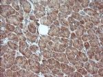 MAP2K1 Antibody in Immunohistochemistry (Paraffin) (IHC (P))