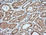 MAP2K1 Antibody in Immunohistochemistry (Paraffin) (IHC (P))