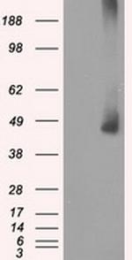 MAP2K1 Antibody in Western Blot (WB)