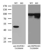MAP2K1 Antibody in Western Blot (WB)