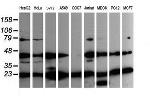 MAP2K1 Antibody in Western Blot (WB)