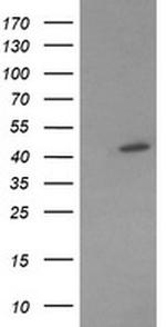 MAP2K1 Antibody in Western Blot (WB)