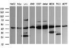 MAP2K1 Antibody in Western Blot (WB)