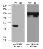 MAP2K1 Antibody in Western Blot (WB)