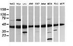 MAP2K1 Antibody in Western Blot (WB)