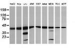 MAP2K1 Antibody in Western Blot (WB)