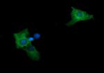 MAP2K2 Antibody in Immunocytochemistry (ICC/IF)