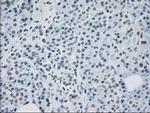 MAP2K2 Antibody in Immunohistochemistry (Paraffin) (IHC (P))