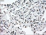 MAP2K2 Antibody in Immunohistochemistry (Paraffin) (IHC (P))
