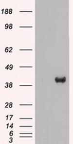 MAP2K2 Antibody in Western Blot (WB)