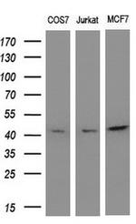 MAP2K2 Antibody in Western Blot (WB)