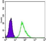 MEK2 Antibody in Flow Cytometry (Flow)