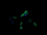 MAP2K3 Antibody in Immunocytochemistry (ICC/IF)